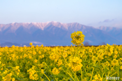 第一なぎさ公園 菜の花 2