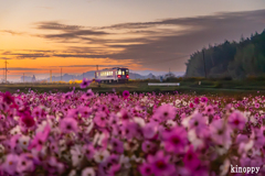 北条鉄道 コスモス畑