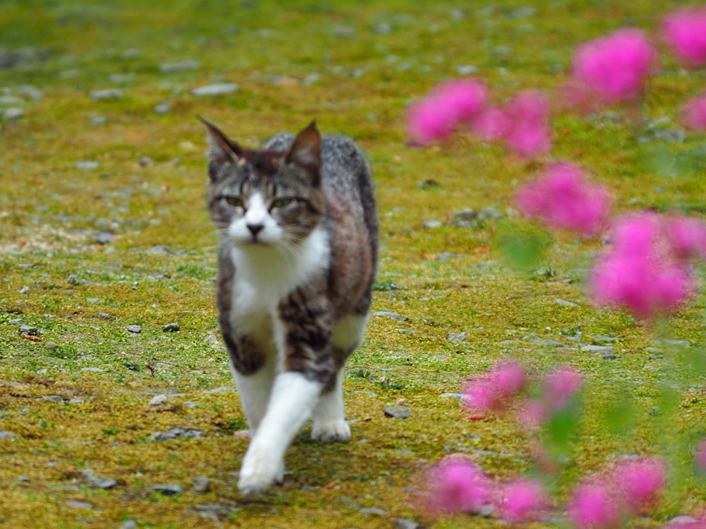 花よりにゃんこ