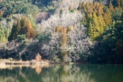 冬の九州のある堤