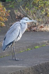 アオサギ