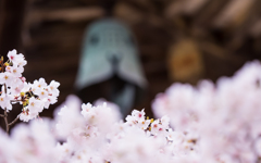 桜・５＿１