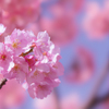 河津桜＿２８