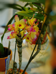 オリエンタル スマイル・１