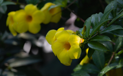 オオバナアリアケカズラ