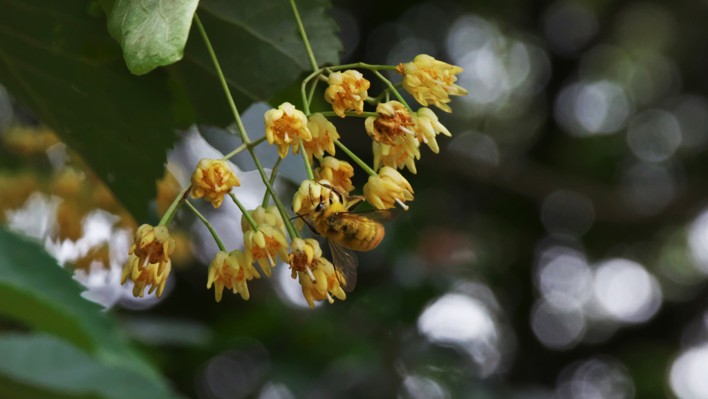 水無月の花＿４ 菩提樹の花