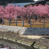 河津桜＿２６
