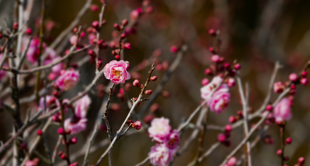 春を待つ花＿８
