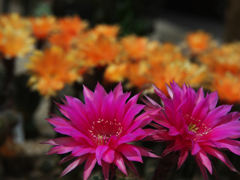 サボテンの花・２２