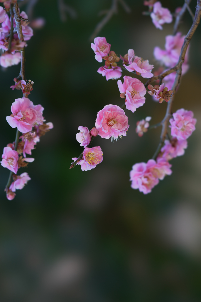 梅花３０＿２４