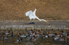 公園の野鳥たち＿６