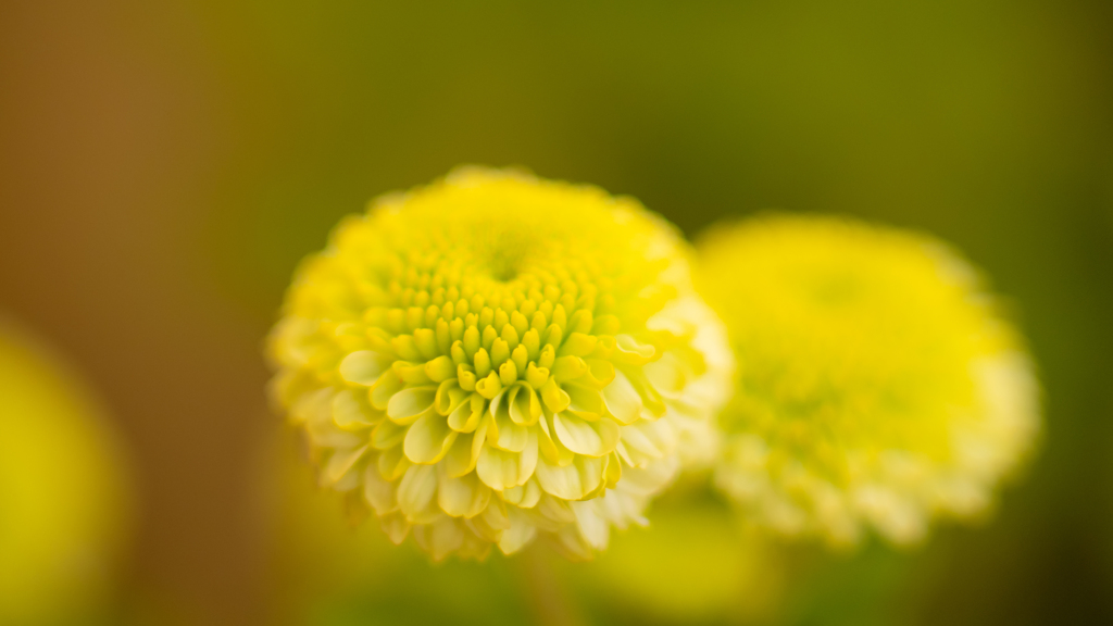 菊　花＿１０