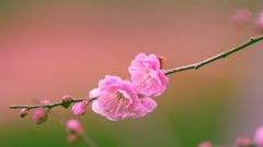 梅花・７