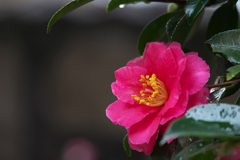 山茶花＿３０＿１６