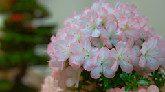 さつき・花柄７