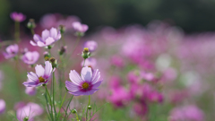 秋　桜・１＿２０
