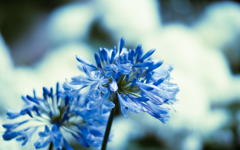 梅雨の花・１５