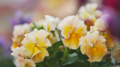 パンジー ・１９＿７