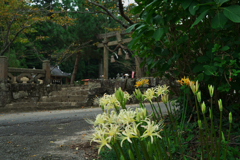 彼岸花・１３