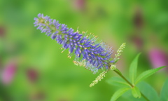 水無月の花＿２