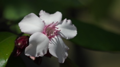 ストロファン　グラーツス