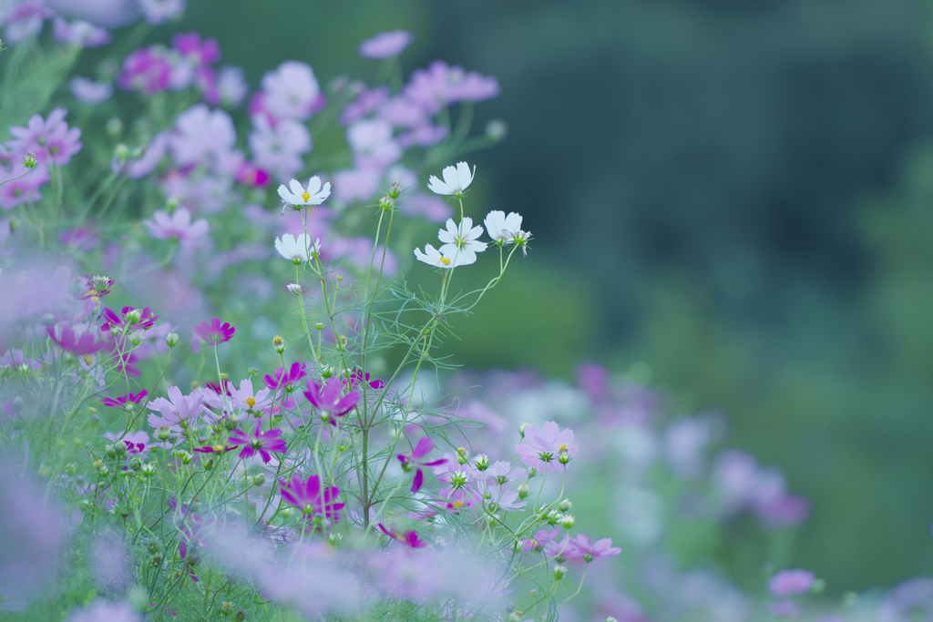 秋桜・１５