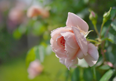 春薔薇・１３