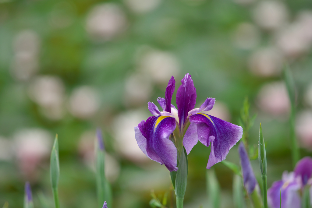花菖蒲・１６