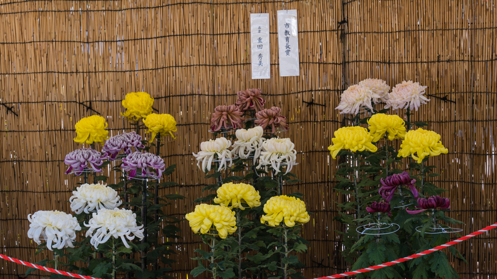 防府菊花展＿１０