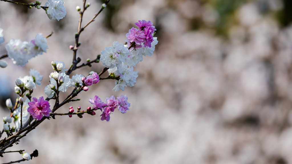 桃・維新公園１９