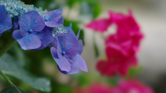 紫陽花３０＿３５