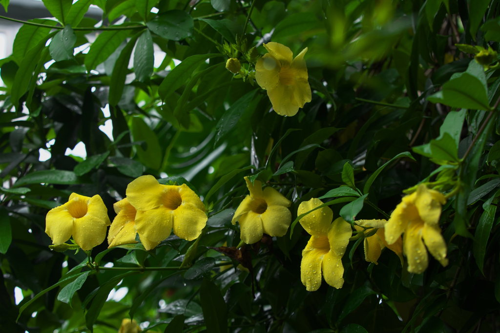 オオバナアリアケカズラ