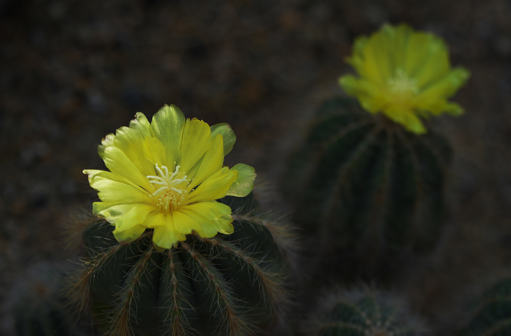 サボテンの花＿１