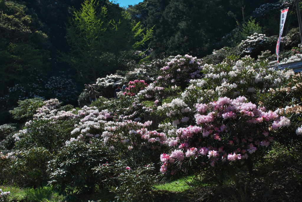 石楠花の里・１