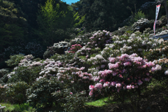 石楠花の里・１