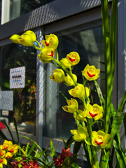 ラン展 in 下関・１９