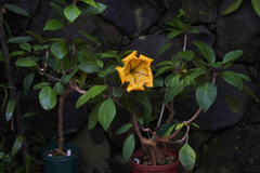 ウコンラッパバナ