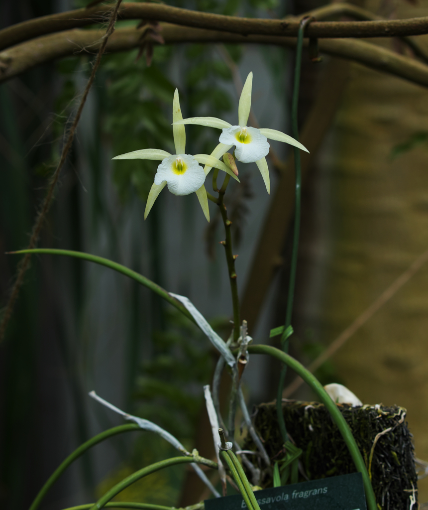 ブラッサボラ　フラグランス