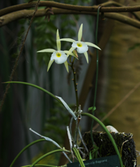 ブラッサボラ　フラグランス