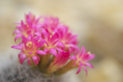 サボテンの花・３１＿１