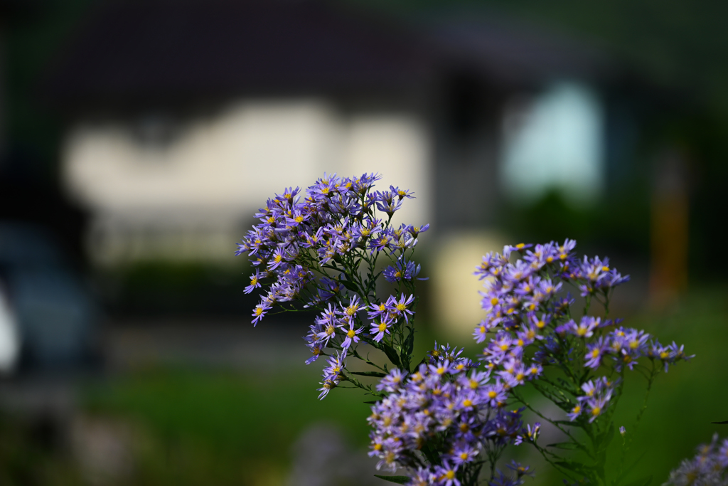 NIKON Z7 試写・２