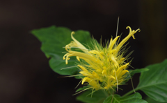 シャウエリア  カリコトリカ １