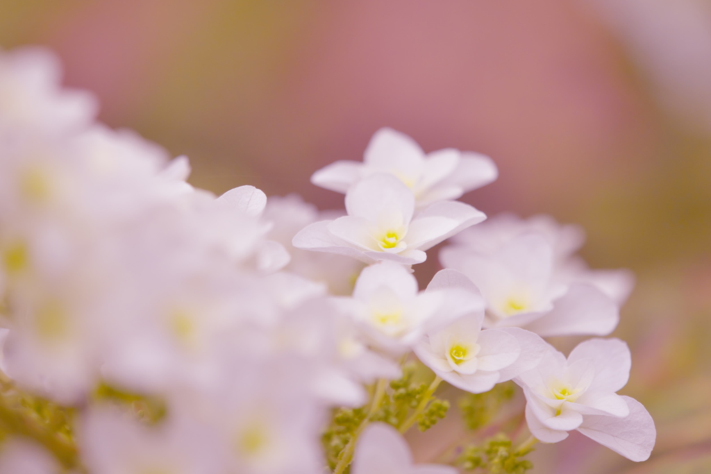 紫陽花３０＿１８