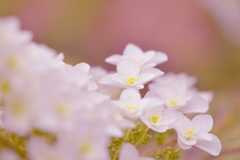 紫陽花３０＿１８