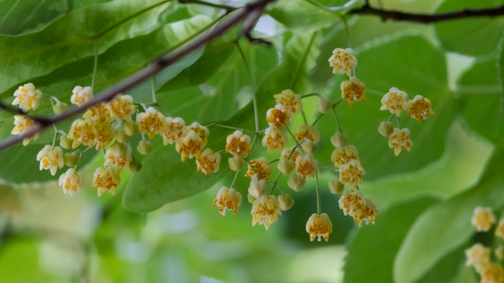 菩提樹の花・３＿１