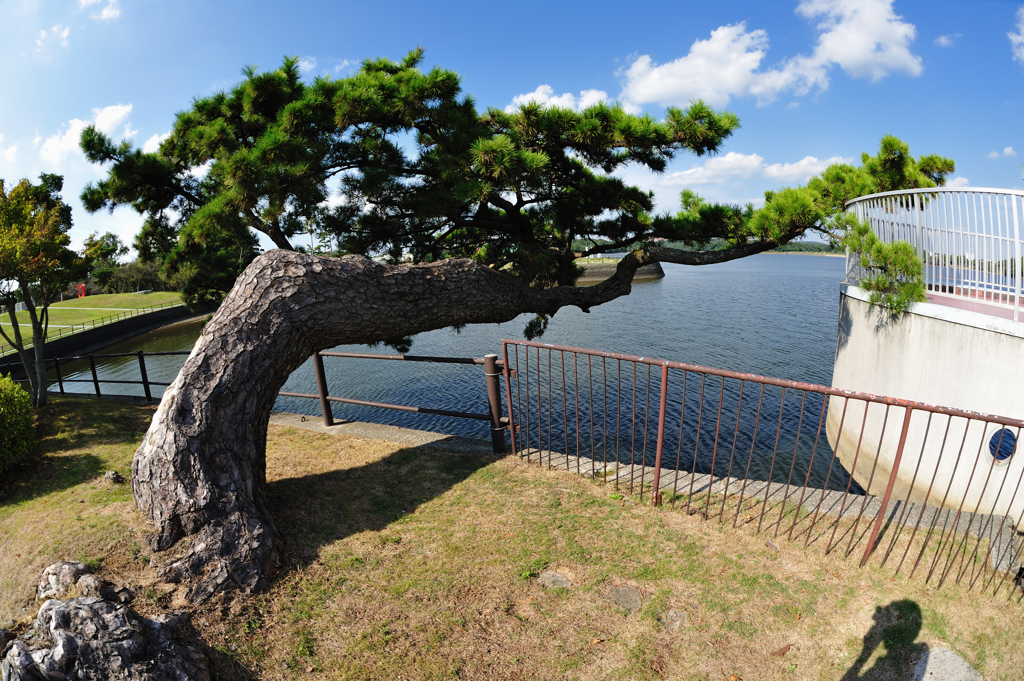 魚眼の眼・ときわ公園３