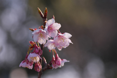 薄寒桜＿２
