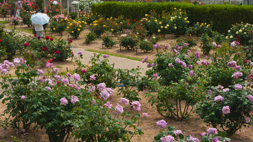 薔薇園・３