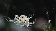 彼岸花＿１４