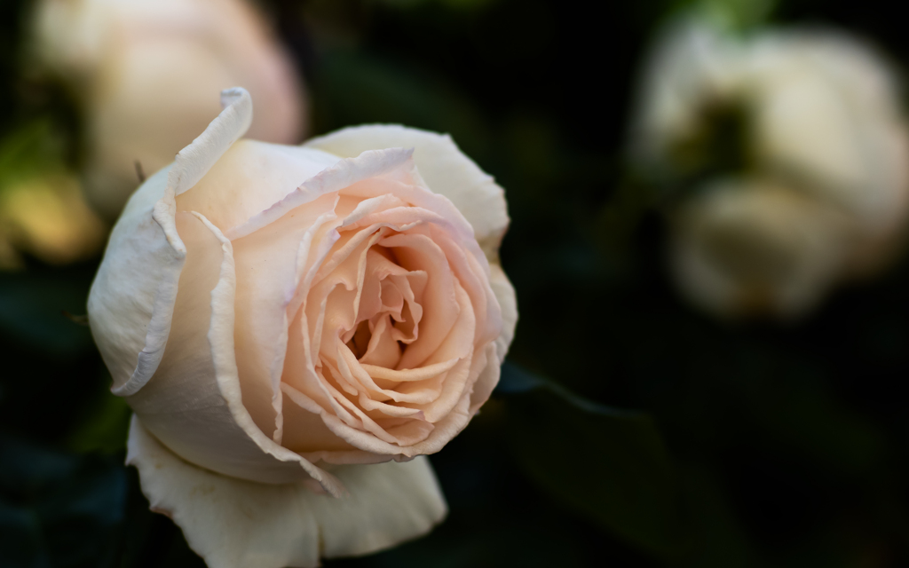 薫　乃（かおるの）